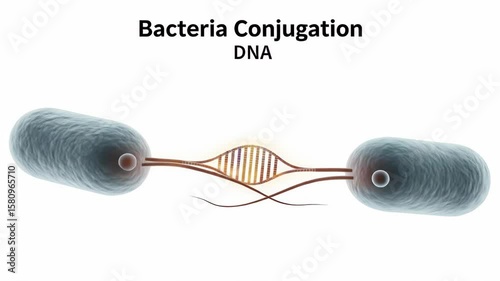 Bacterial Conjugation: DNA Transfer Animation - A 3D animation depicts bacterial conjugation, showing two bacteria connected by a pilus, with DNA transferring between them.