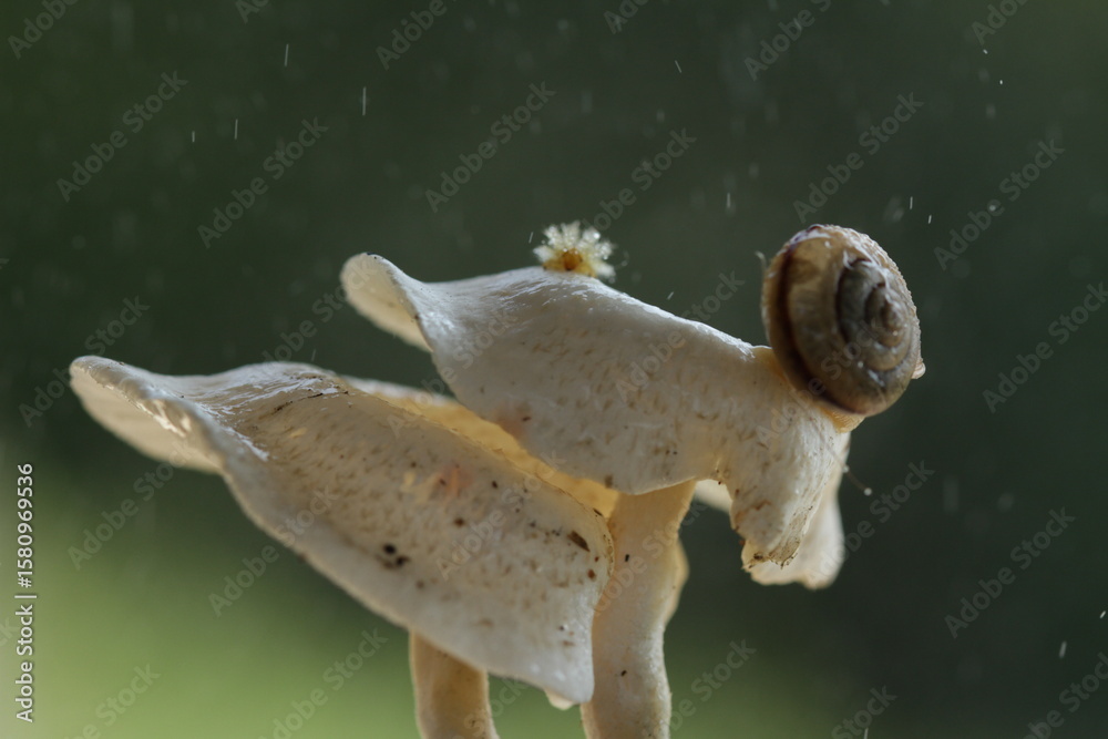 Obraz premium Mushroom plants from the tropical forests of Kalimantan