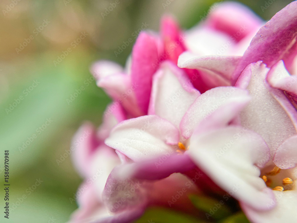 Fototapeta premium 春に咲く沈丁花のマクロ撮影