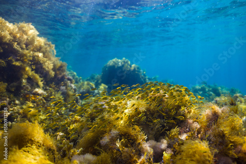 Obraz na plátně Marine life in the shallows