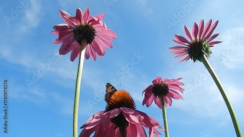 Pink flowers of Echinacea purpurea, Eastern purple coneflower, butterflies Aglais urticae, Small tortoiseshell in flight and blue sunny sky on summer weather - slow motion. Topic: beauty of nature