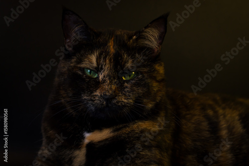 Εκτύπωση καμβά A striking close-up captures the intense gaze of a tortoiseshell cat with piercing green eyes, its mottled fur beautifully contrasted against a softly blurred, dark backdrop