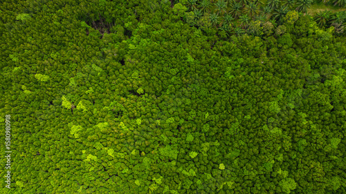 aerial view a vivid contrast between a palm plantation and a lush forest. the transition from agricultural land to untouched wilderness, highlighting patterns of land use and environmental impact.