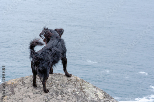 A black dog stands boldly on a rocky cliff above the ocean, expressing curiosity and freedom in a coastal outdoor setting. Perfect for adventure and travel themes.