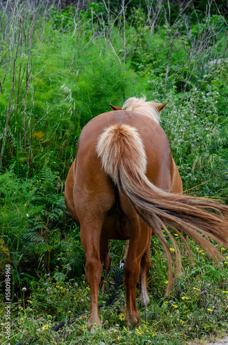 A brown horse stands with its back to the camera in a lush, green meadow, highlighting its flowing tail and muscular hindquarters. Peaceful countryside atmosphere.