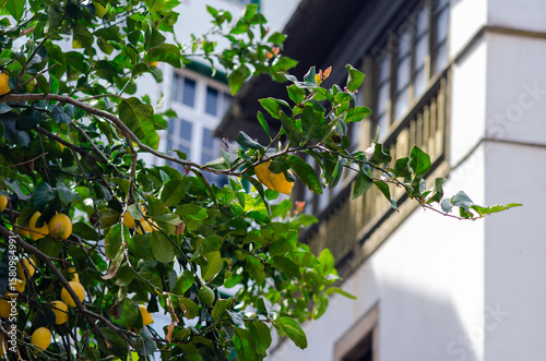 Sunny day with a lemon tree full of yellow fruits growing next to a classic urban house. Fresh greenery and city lifestyle, perfect for concepts of nature and home gardening.