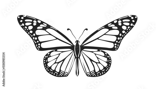 butterfly on white background