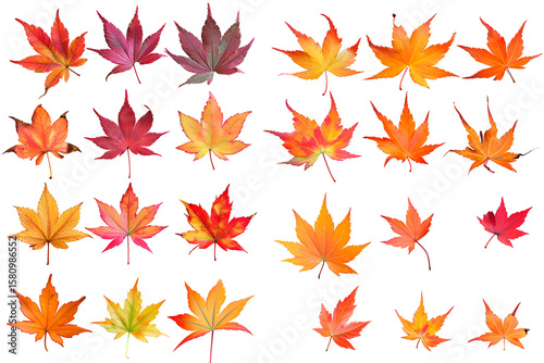 Vibrant Autumn Maple Leaves Collection Black Background