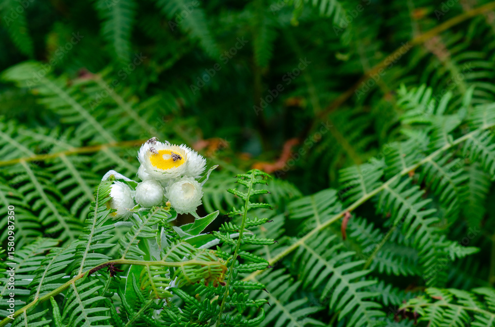 Obraz premium A delicate white everlasting flower with a bright yellow center blooms in a dense patch of green ferns, showcasing natural beauty and tranquility in a forest setting.