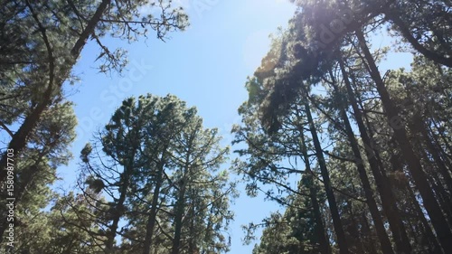 Circulando por el bosque 2