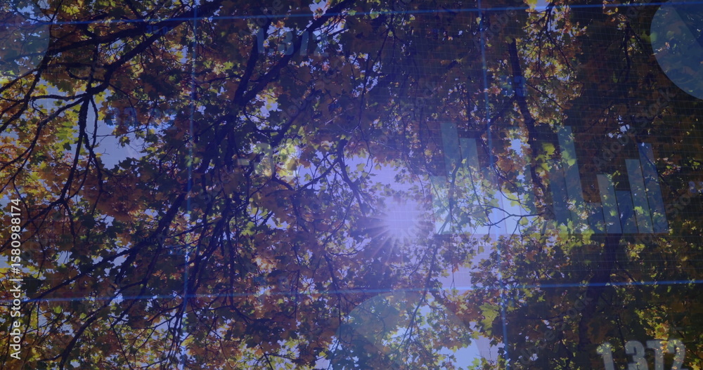 Naklejka premium Capturing sunlight filtering through fall leaves and branches in forest, with lens flares