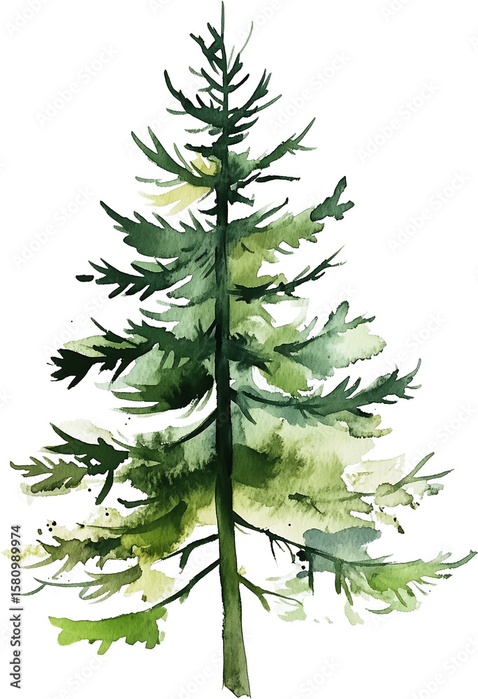 pine tree watercolor painting isolated on transparent background. pine tree watercolor painting isolated on transparent background.