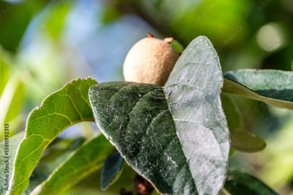 Fototapeta premium Cydonia oblonga pertenece a la familia Rosaceae.