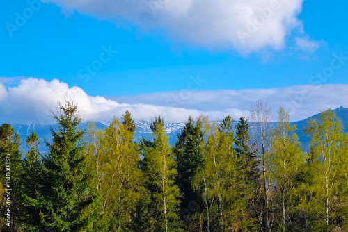 Scenic Mountain Landscape with Pine Trees and Cloudy Blue Sky