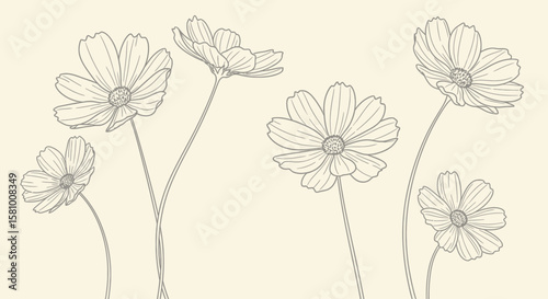 Elegant Cosmos A Minimalist Floral Sketch for Serene Designs – Botanical Illustration with Delicate Lines and Subtle Tones