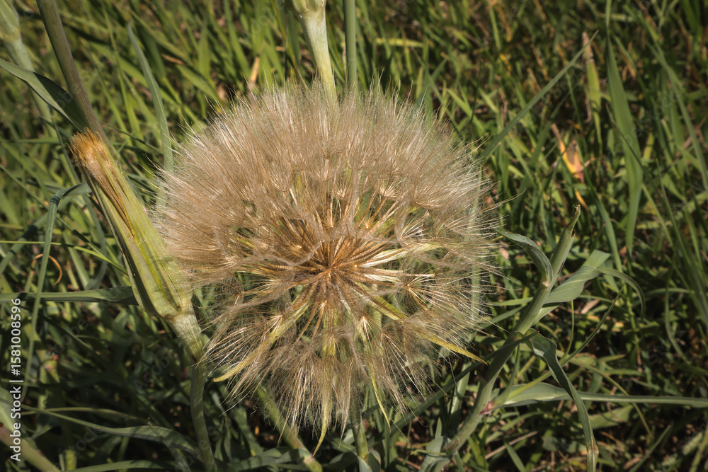Fototapeta premium dandelion 