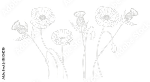 Elegant Floral Line Art Delicate Poppies and Thistles in a Minimalist Design, evoking a sense of nature's beauty and simplicity