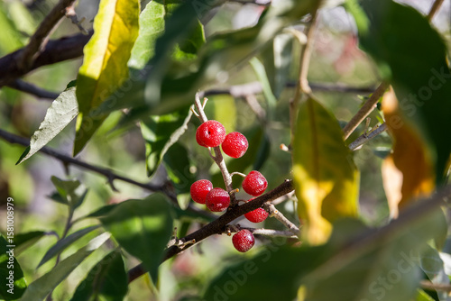 Silver sheffardia berries, or Buffalo berries (Latin. Shepherdia argentea), ripen under the autumn sun. Homemade sea buckthorn berries (lat.Shepherdia argentea). Red sea buckthorn berries close-up. 