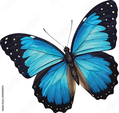 butterfly isolated on white