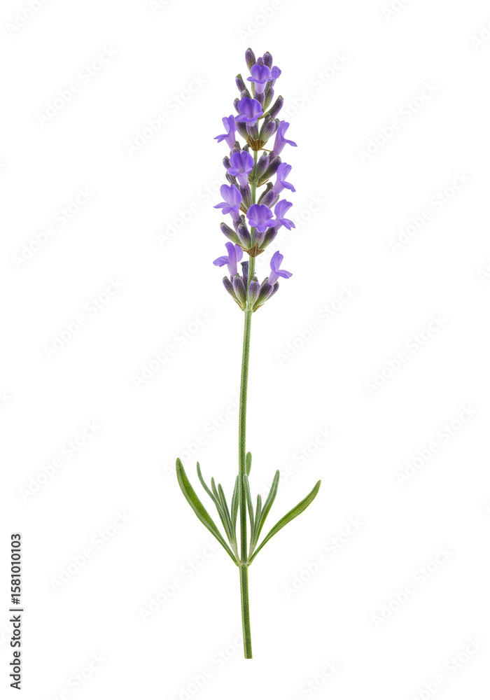 Naklejka premium A single fully blooming common lavender sprig with vibrant purple florets, slender green stem, and silvery-green leaves, isolated on a seamless transparent background with bright studio lighting,