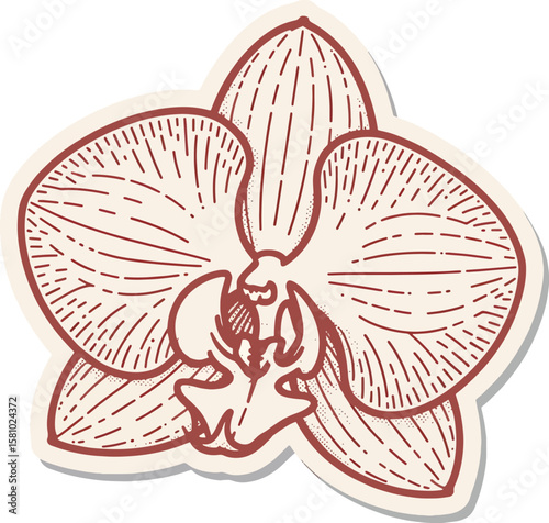 orchid flower line art design stock photos premium quality