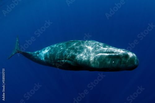 Sperm Whale swimming in Dominica waters (photo taken under Dominica permit)