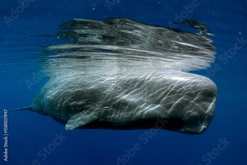 Sperm Whale swimming in Dominica waters (photo taken under Dominica permit)