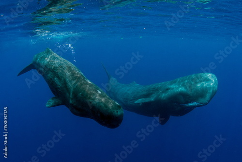 Sperm Whale swimming in Dominica waters (photo taken under Dominica permit)