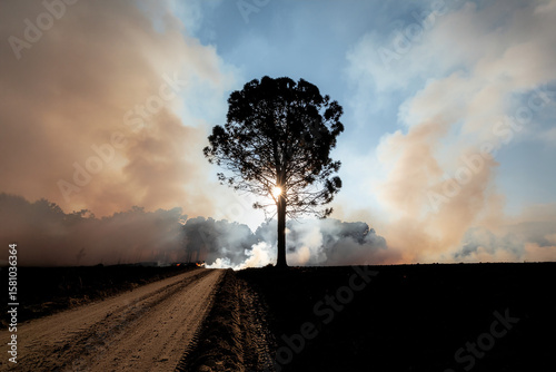 Lone tree on dirt road surrounded by wildfire smoke and haze, dramatic landscape illustrating climate change impact
 photo