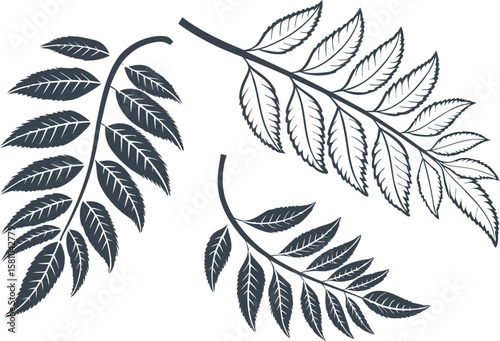 Collection of three botanical illustrations of deciduous tree branches with detailed leaves in a hand drawn sketchy style isolated on a white background representing nature and organic elements