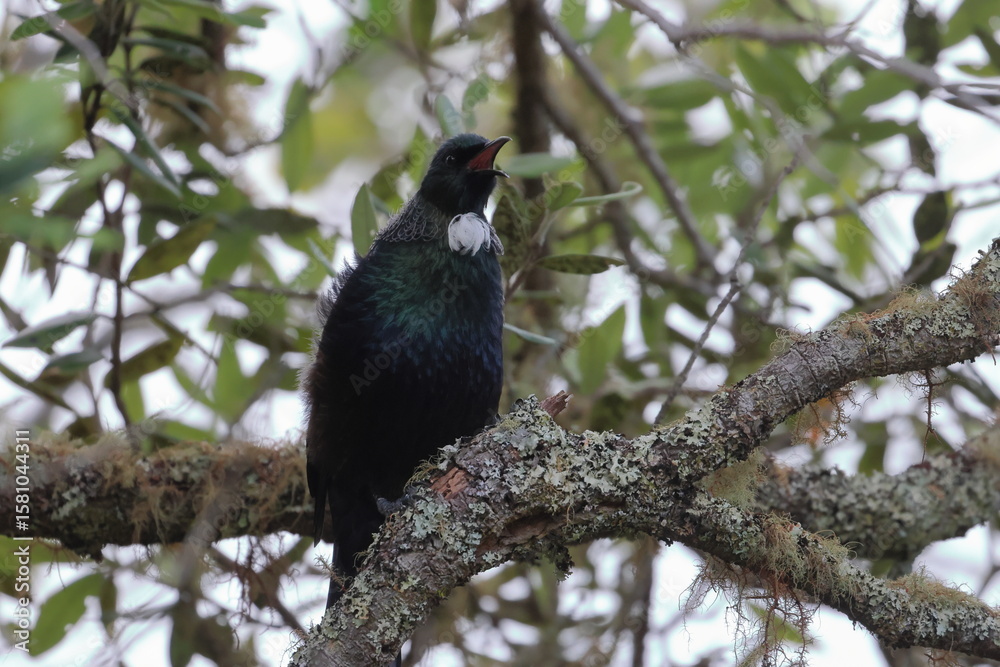 Fototapeta premium tui