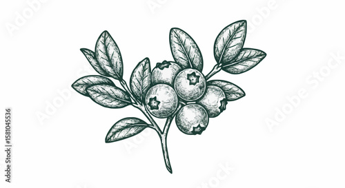 blueberries porcelain decoration design (dark green)