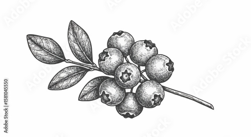 blueberries porcelain decoration design (dark grey)