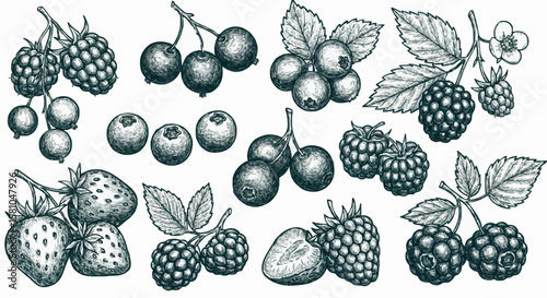 Strawberries, raspberries, blueberries, and blackberries porcelain decoration design (dark green)