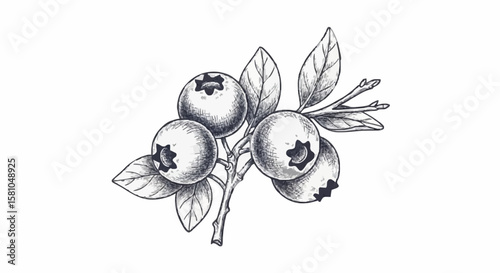blueberries porcelain decoration design (dark blue)