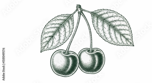 cherry porcelain decoration design (dark green)