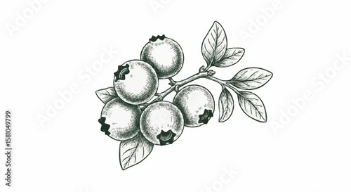 blueberries porcelain decoration design (dark green)