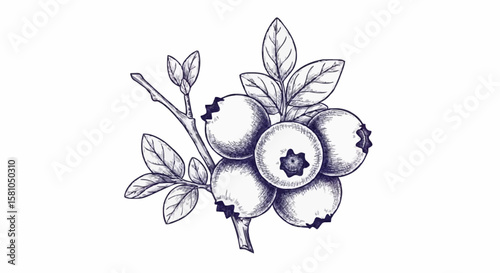 blueberries porcelain decoration design (dark blue)