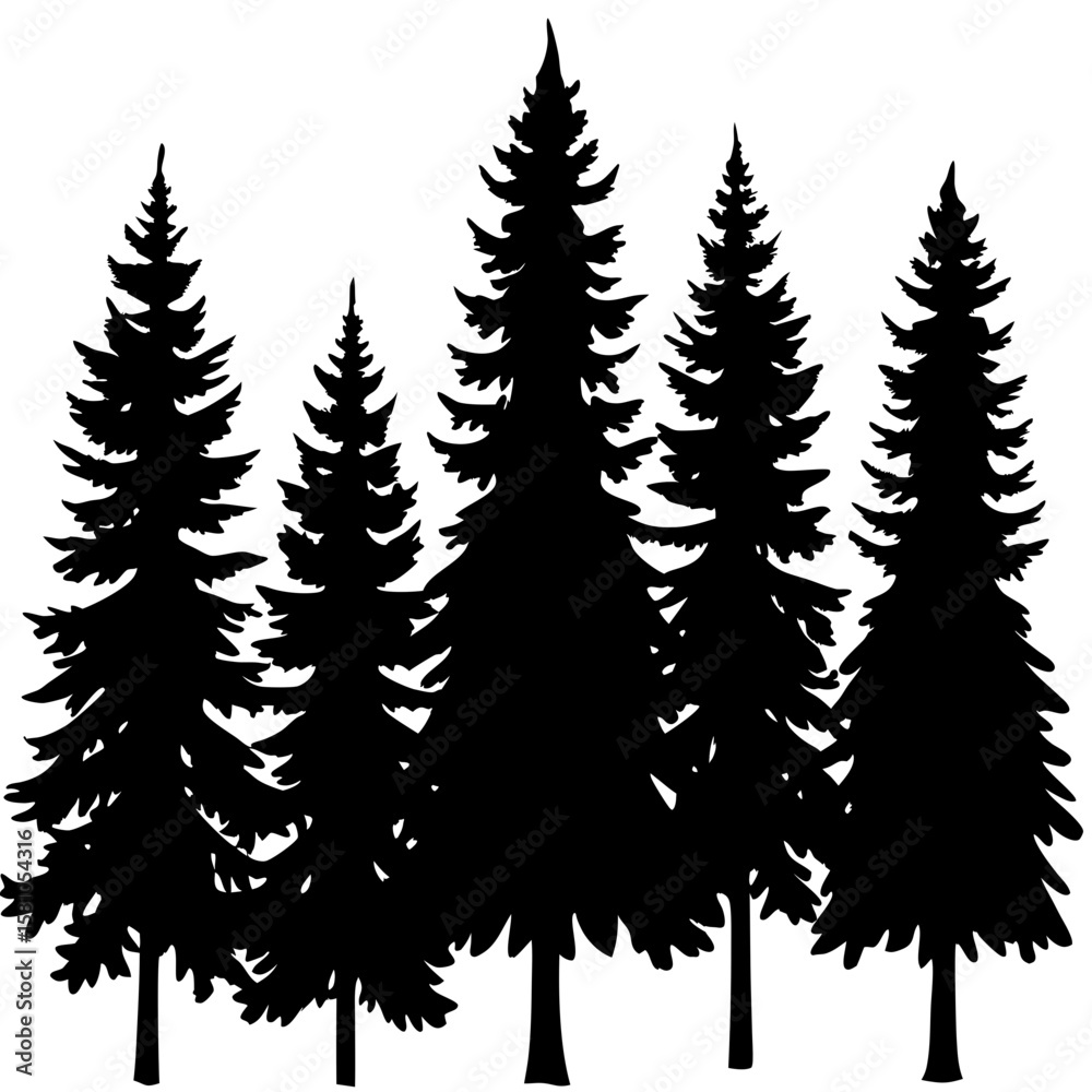Fototapeta premium A group of tall pine trees in silhouette isolated on white background
