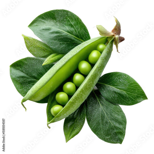 Fresh green pea pod with water droplets and leaves isolated on transparent background