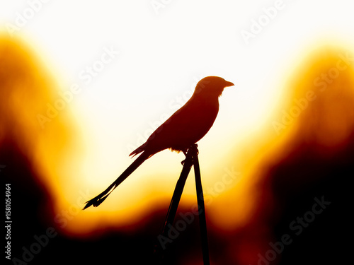 Photography Silhouette Black drongo Dicrurus macrocercus sunset behind with glossy plumage a