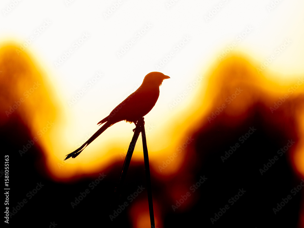 Fototapeta premium Silhouette Black drongo Dicrurus macrocercus sunset behind with glossy plumage and distinctive forked tail Pakistan bird wildlife nature photography mimicking bird king crow
