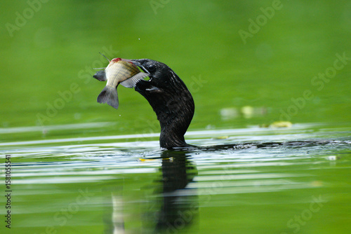cormorant bird catching a big fish