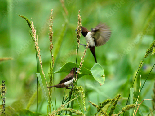 white rumped munia bird eating grass fruit 