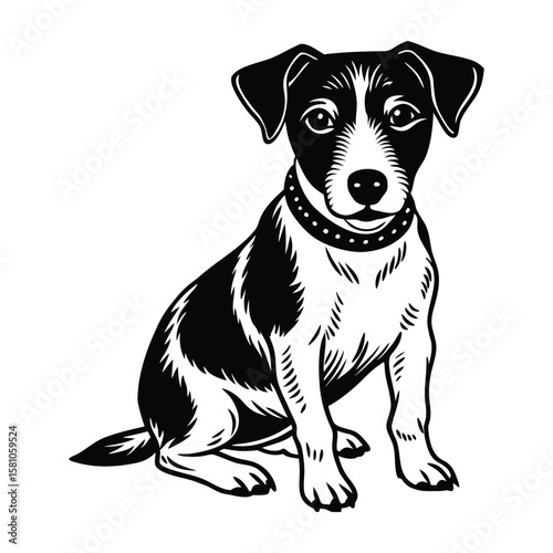 black and white dog