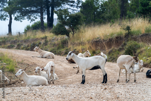 Free-roaming goats resting on a mountain path.
