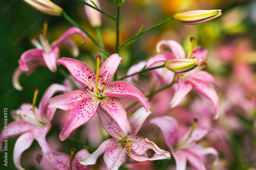 Obraz premium A beautiful pink, garden, Asian lily, Morfo, on a sunny day.