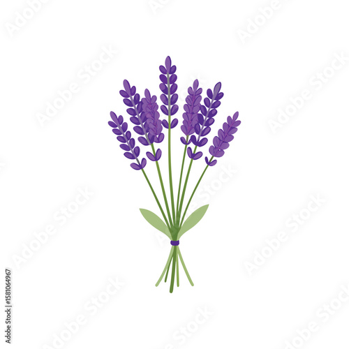 A beautiful bunch of purple lavender flowers tied together with a purple ribbon isolated on white background