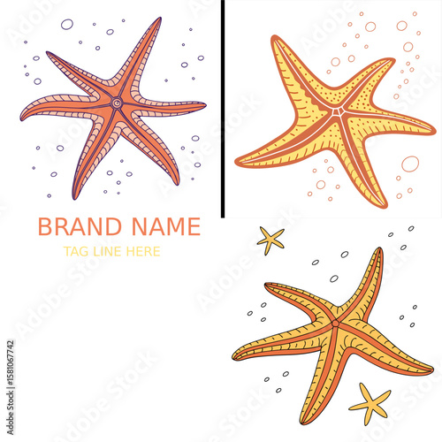 vector illustration of a starfish