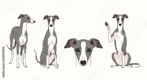 Charming Italian Greyhound Collection Capturing Various Poses and Expressions of These Elegant Companions